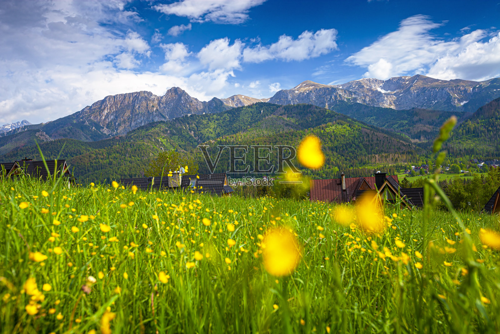 用鲜花草甸。背景是Tatra山脉和giewon峰。照片摄影图片