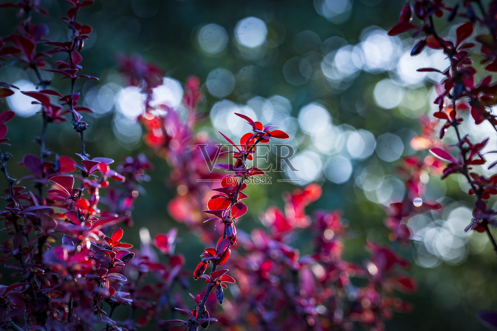 春天，小檗在树枝上长出新的红叶和小花。在模糊的背景上有红色叶子的树枝。小灌木上五颜六色的叶子。选择性聚焦，模糊背景。本空间照片摄影图片