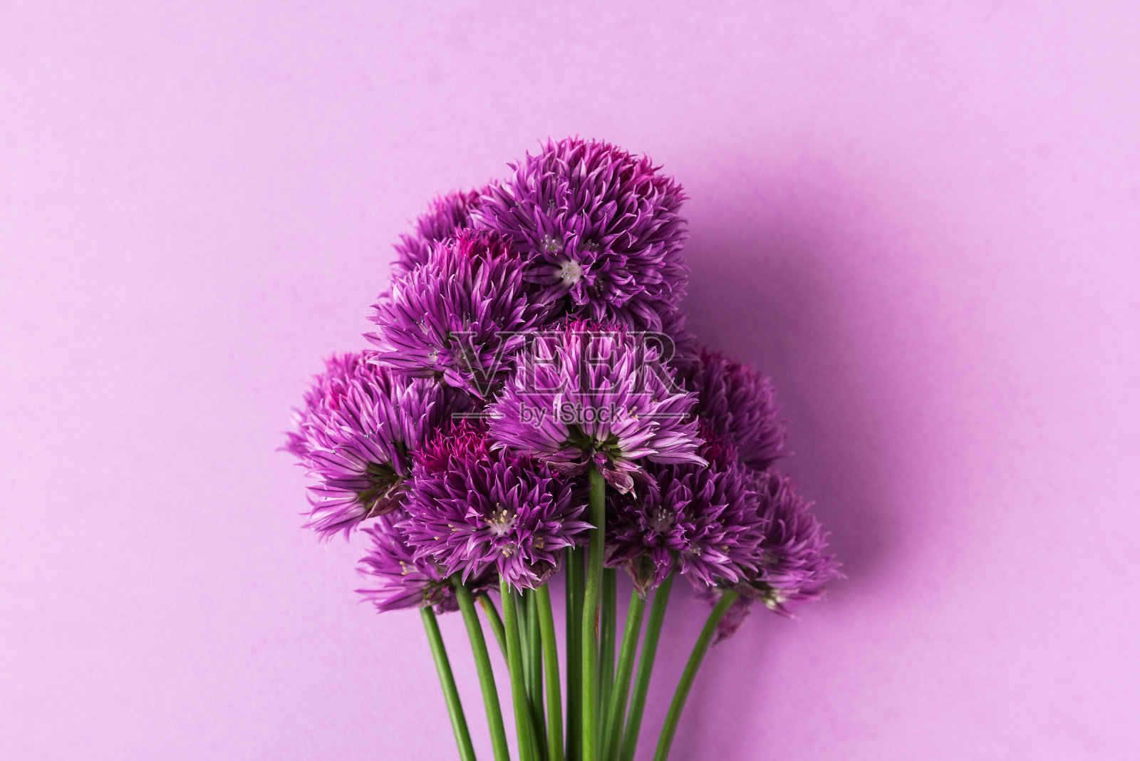 紫色的野花或洋葱花在柔和的紫色背景上。平躺照片摄影图片