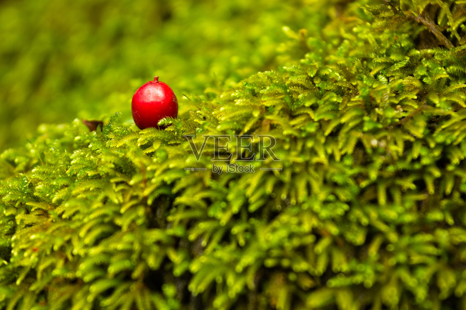 红莓盖绿苔。照片摄影图片