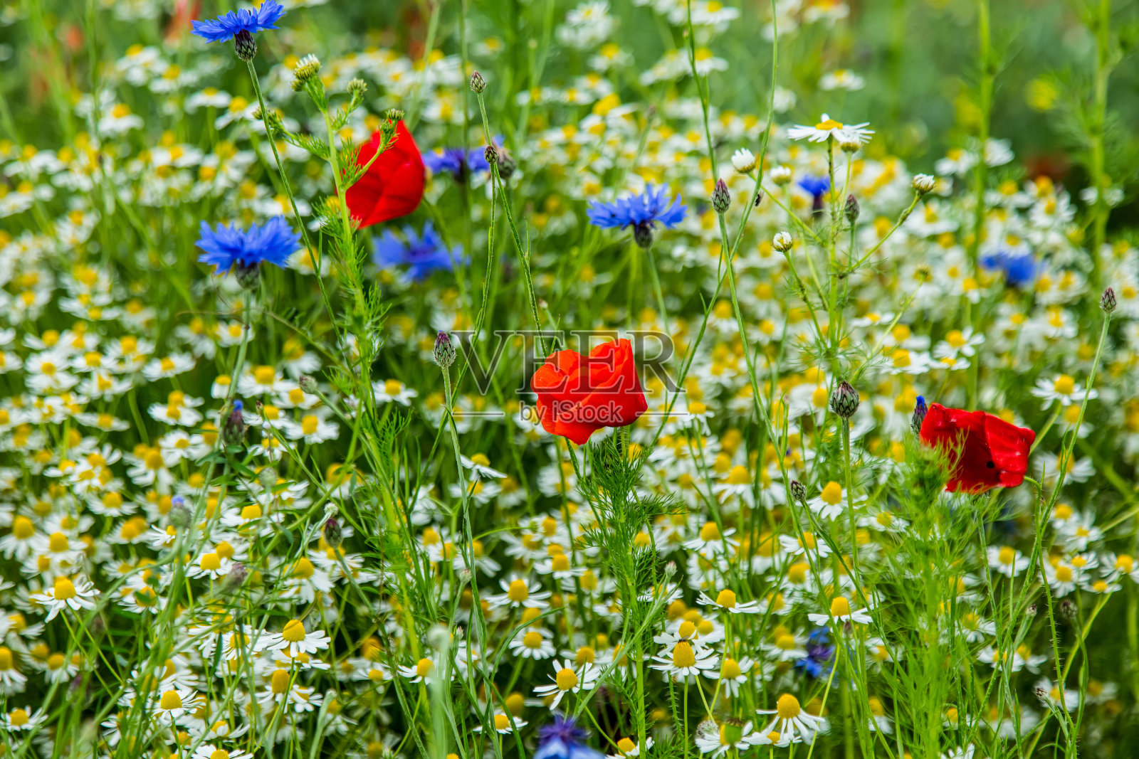 近距离观察夏季草地上的雏菊和罂粟照片摄影图片