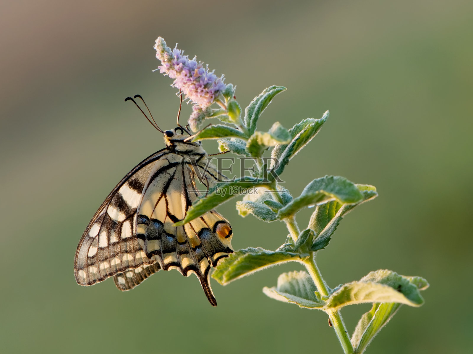 夏日里，美丽的蝴蝶蝴蝶在花上展开翅膀照片摄影图片