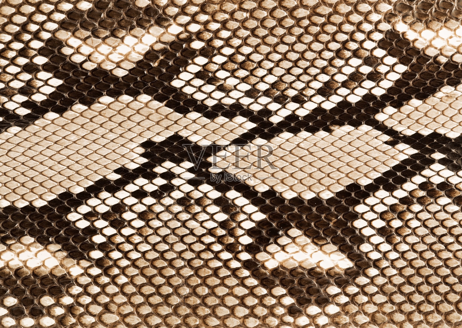 蛇的身体表面的鳞片紧密排列动物素材设计