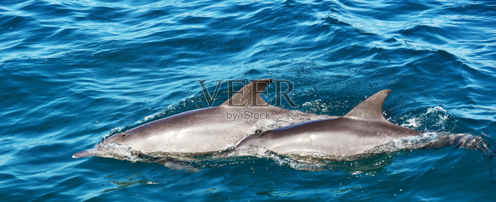 两只海豚在普吉岛的梅顿岛附近一起游泳照片摄影图片