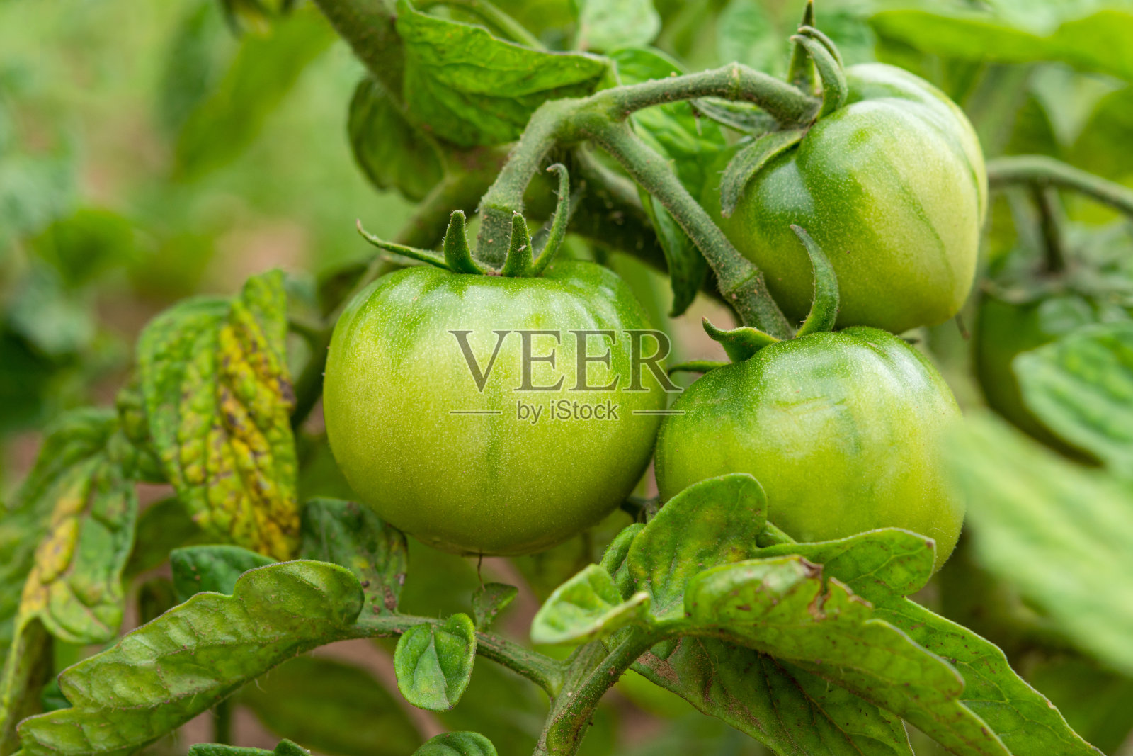 花园里的绿番茄。在空地上种西红柿照片摄影图片