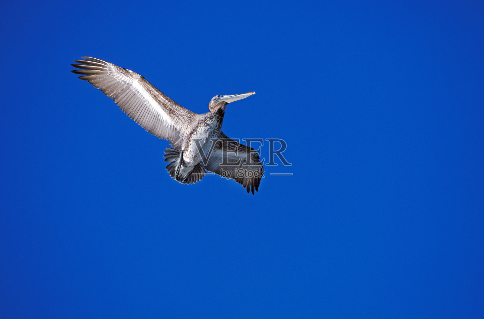 褐鹈鹕，西西鹈鹕，不成熟的飞行与蓝天照片摄影图片