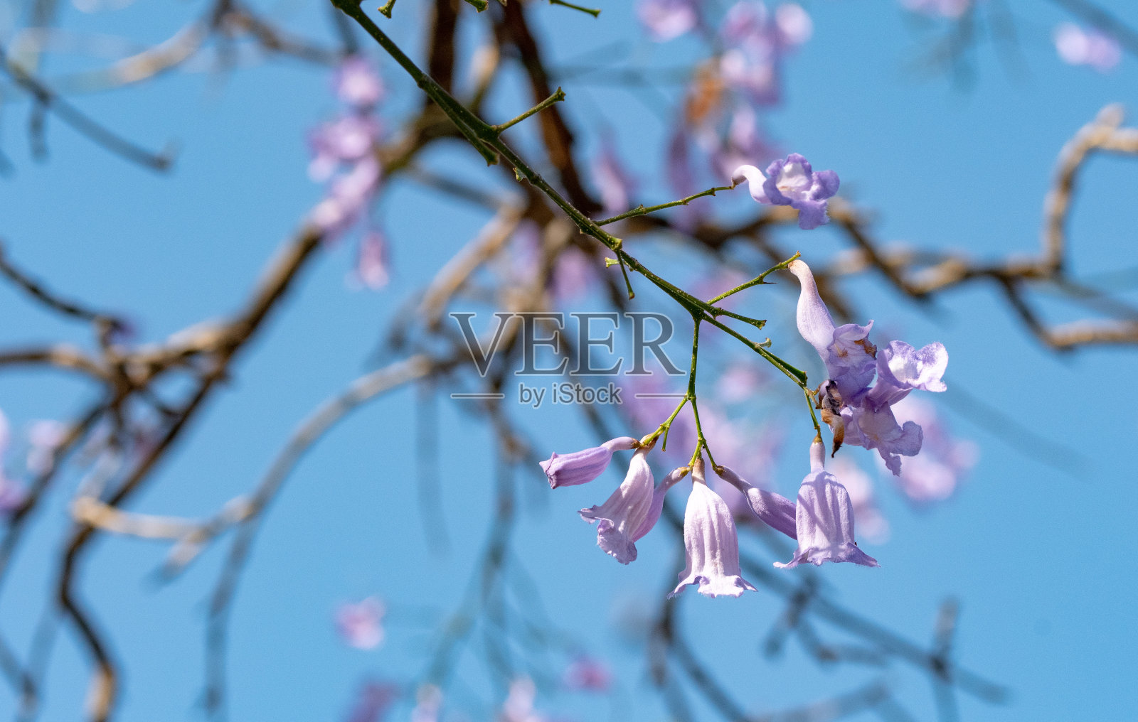 在春天蔚蓝的天空下开着丁香花的树照片摄影图片