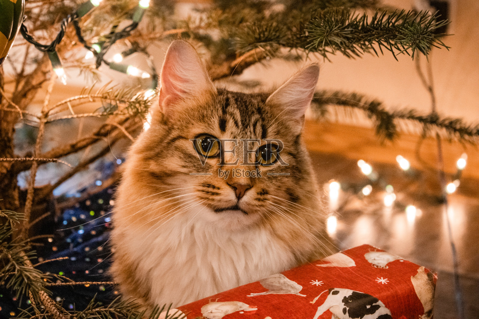 圣诞树下的猫照片摄影图片