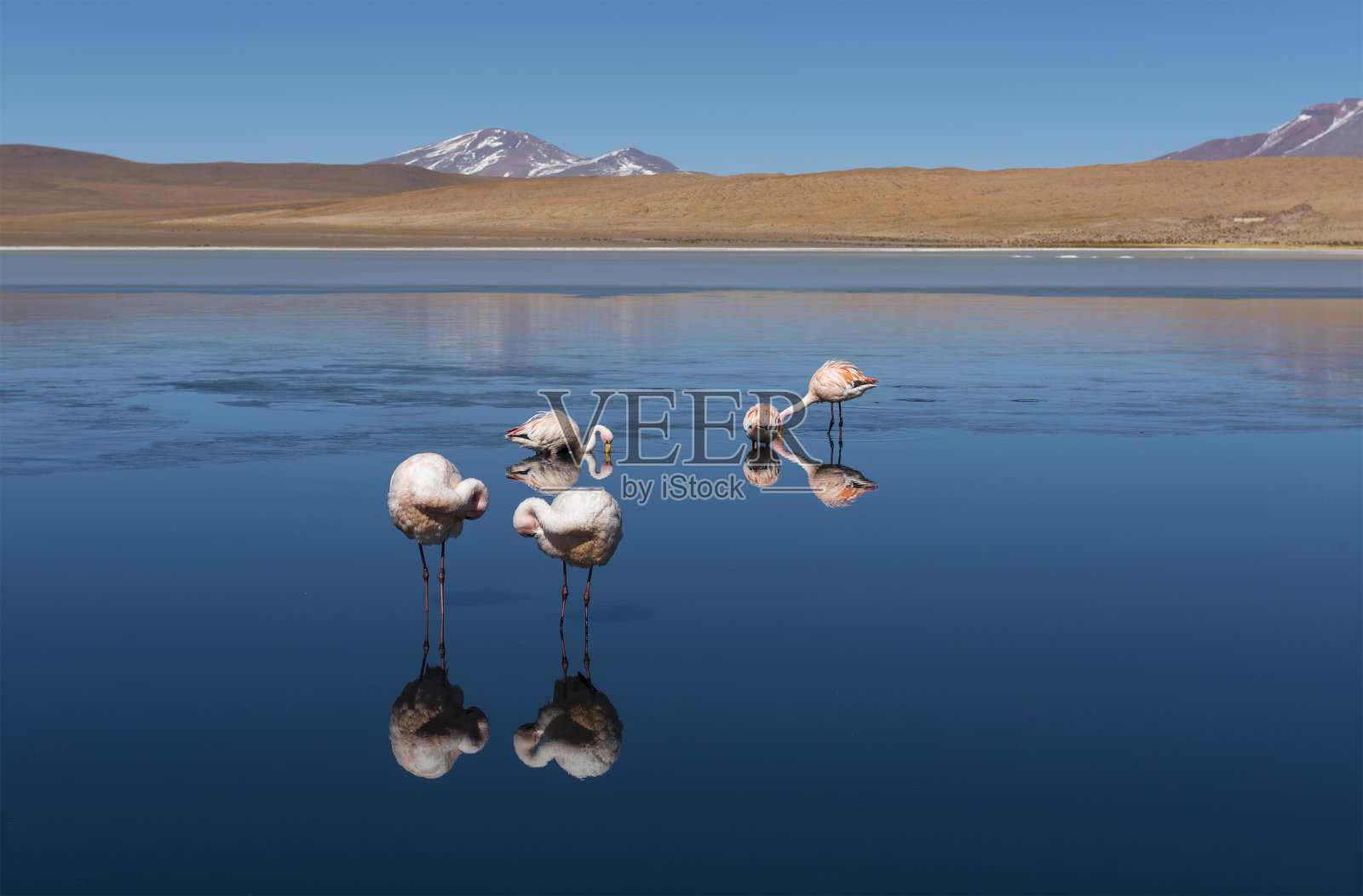 海迪翁达泻湖与詹姆斯火烈鸟，玻利维亚照片摄影图片