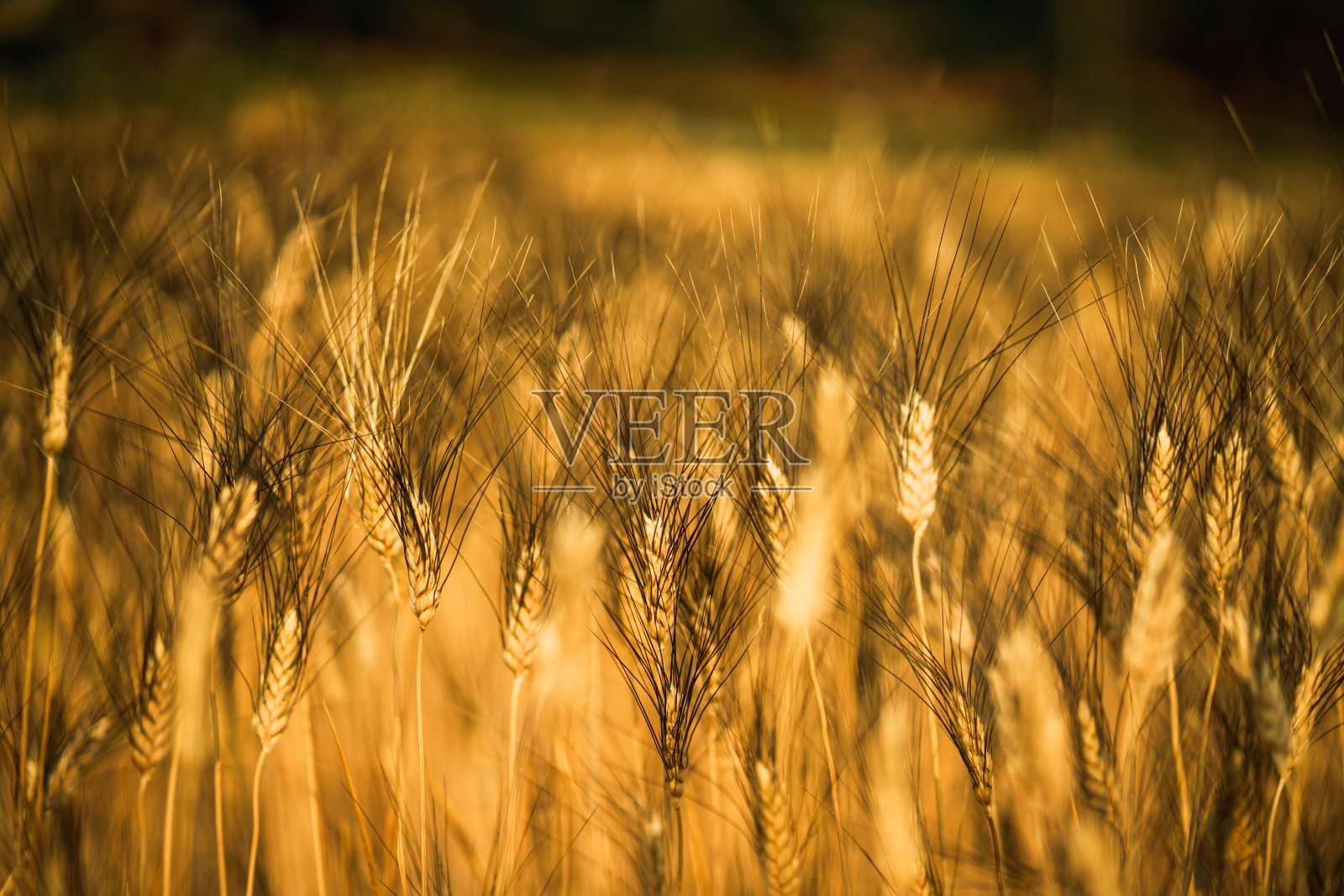 金色的麦田背景。照片摄影图片