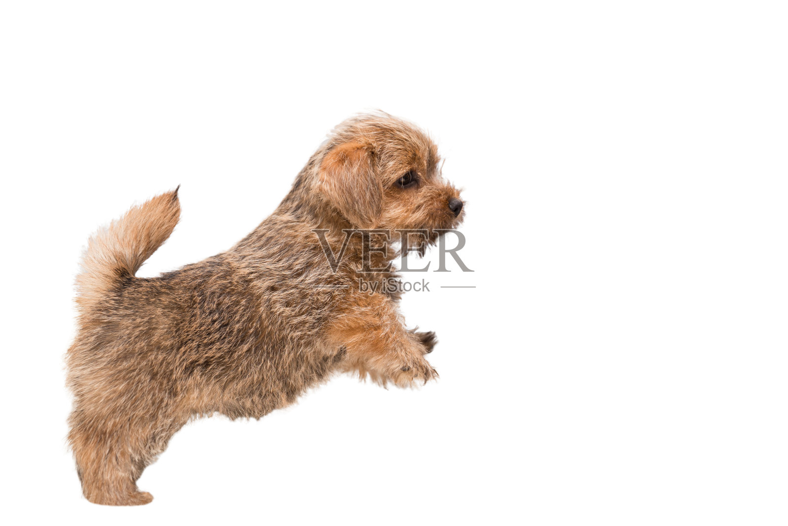 诺福克梗的小狗照片摄影图片