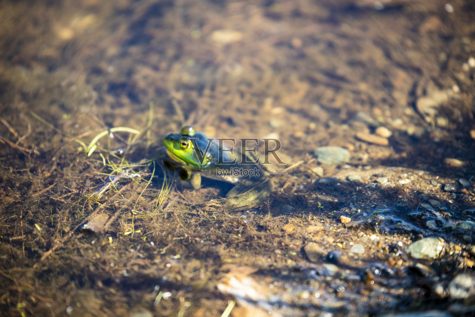 池塘里的青蛙照片摄影图片