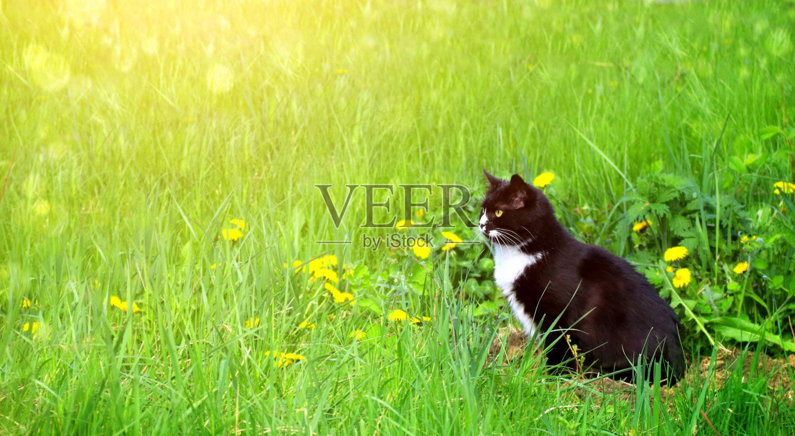 可爱的黑白猫在夏天的草坪上照片摄影图片