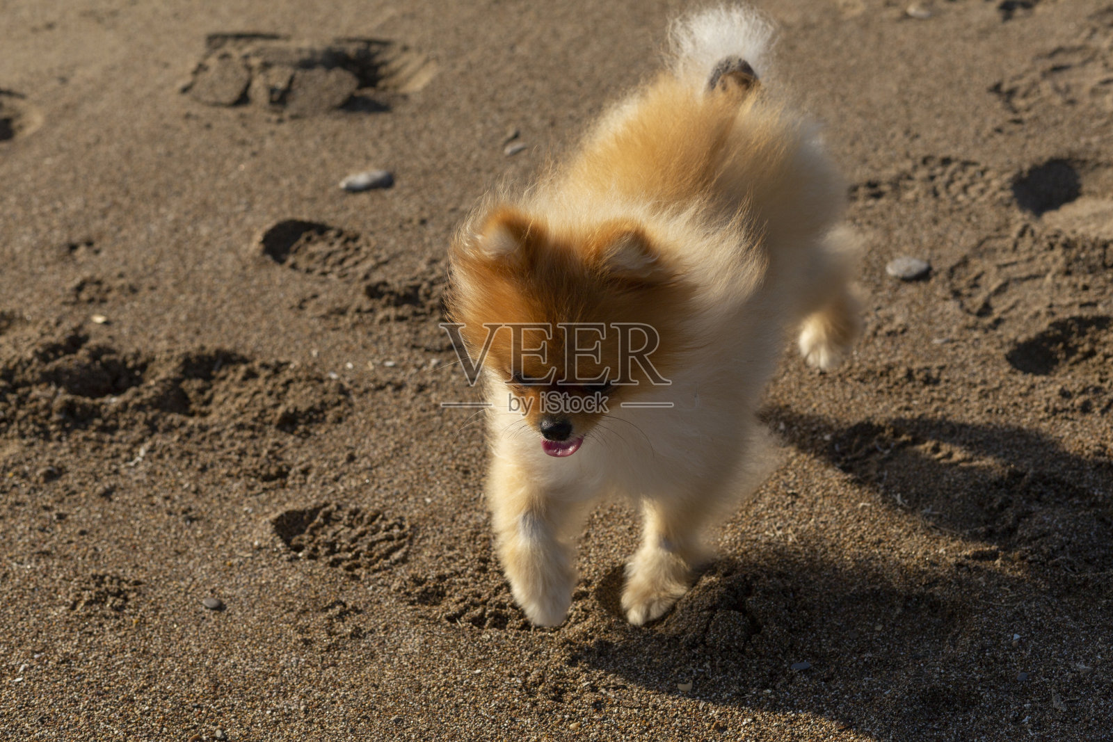 安塔利亚/土耳其的斯皮茨型黄色博美犬照片摄影图片