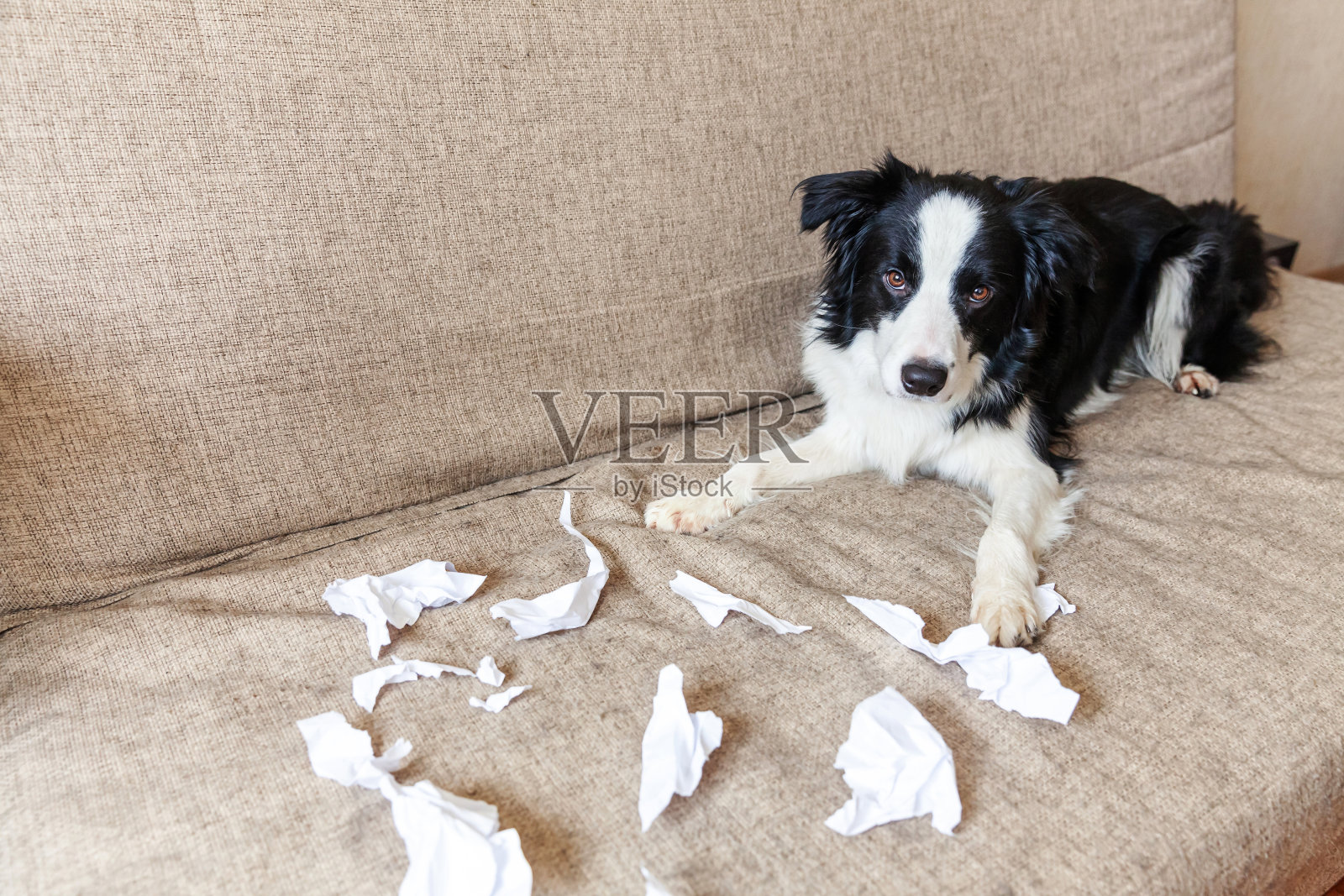 顽皮顽皮的小狗边境牧羊犬恶作剧后咬卫生纸躺在家里的沙发上。内疚的狗，破坏了客厅。破坏凌乱的家和小狗与有趣的内疚的样子照片摄影图片
