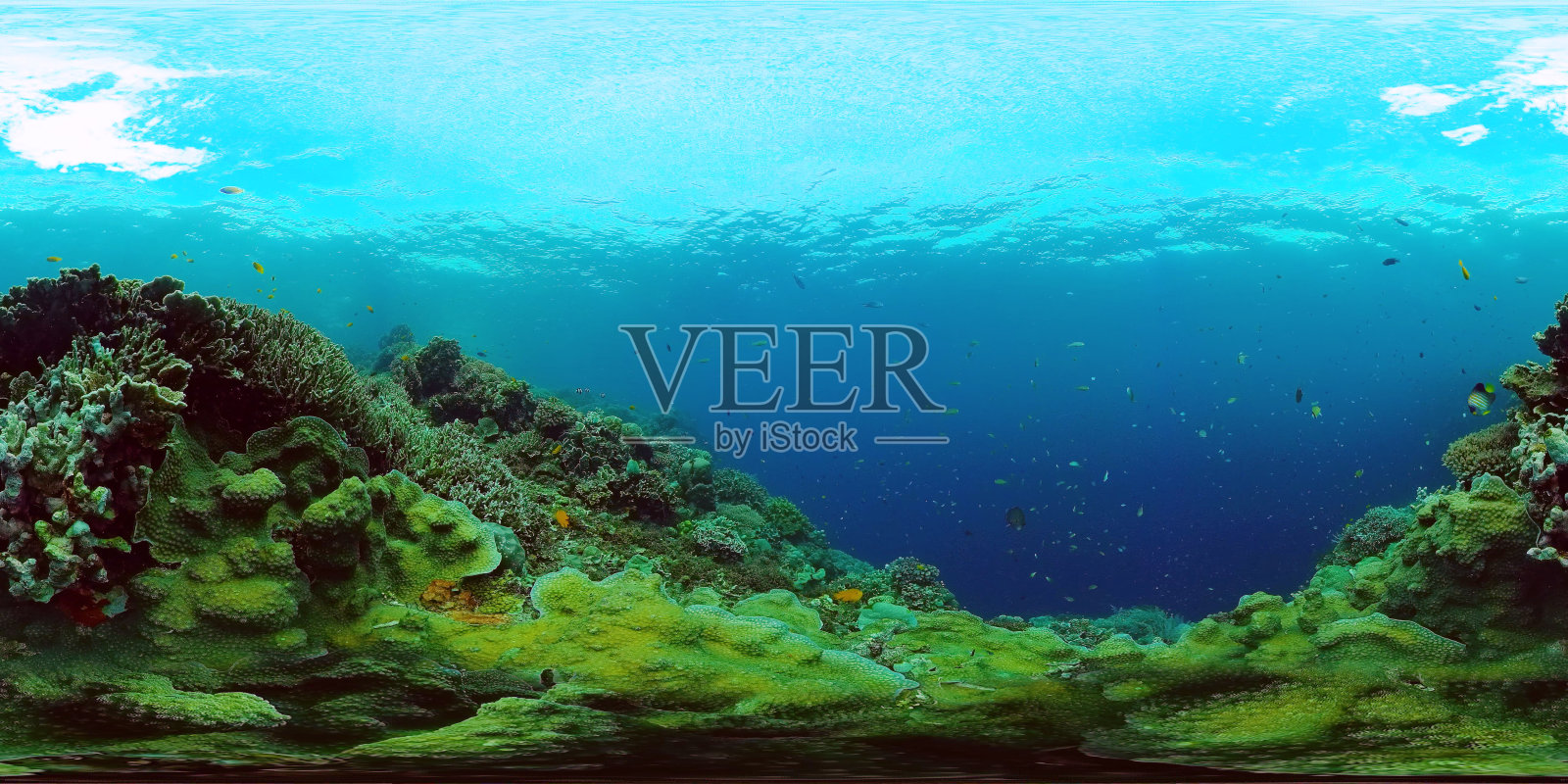 珊瑚礁和热带鱼360VR。Panglao、菲律宾照片摄影图片