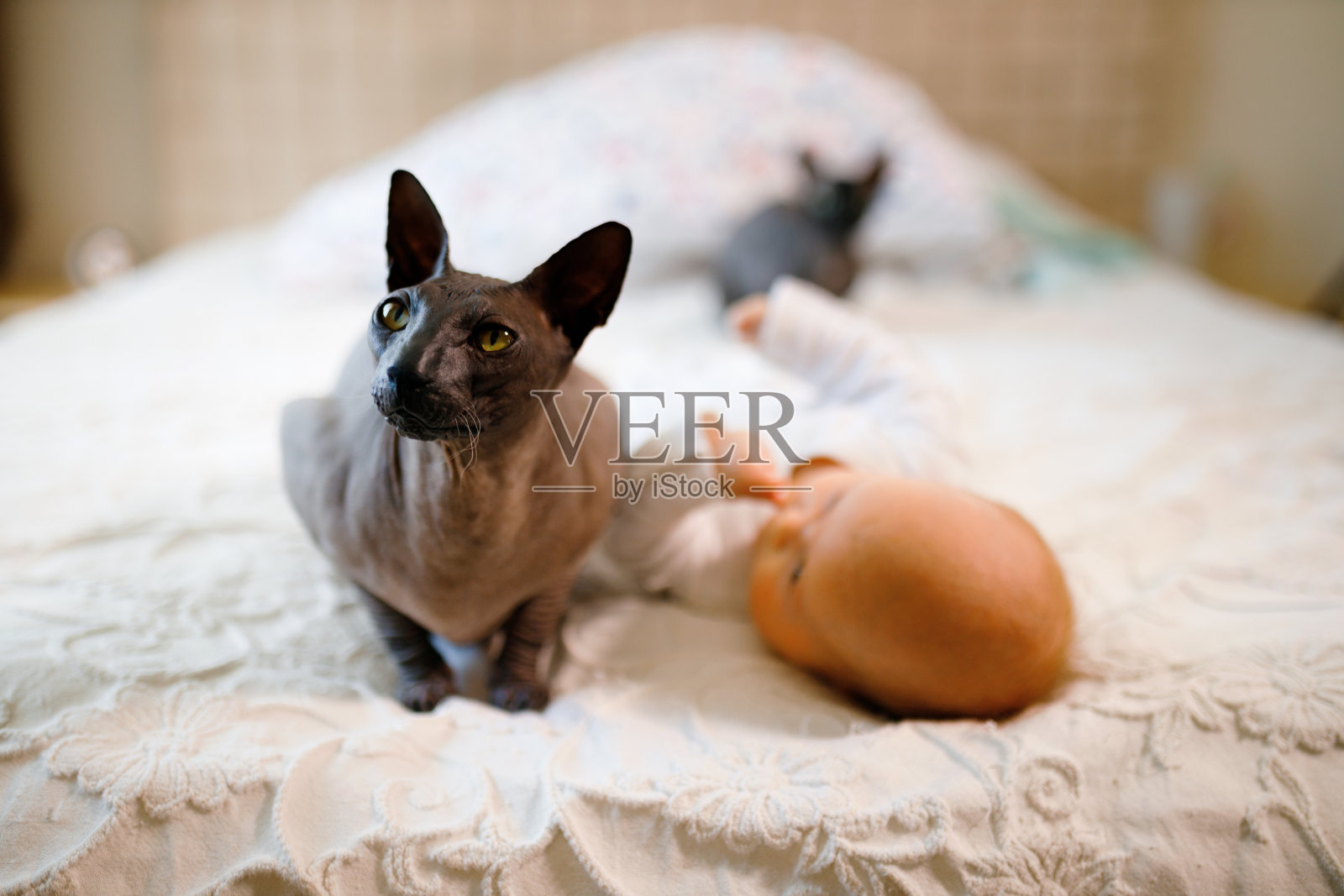 蹒跚学步的婴儿躺在两只斯芬克斯猫之间照片摄影图片