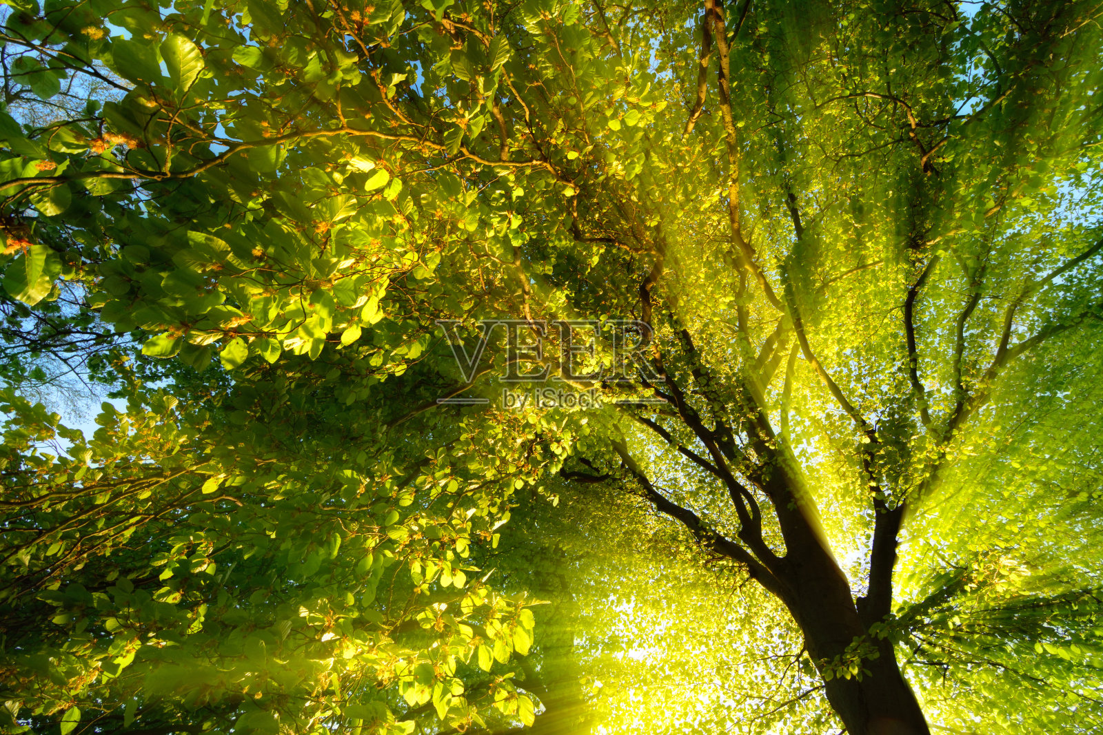 阳光戏剧性地照亮了一棵树照片摄影图片