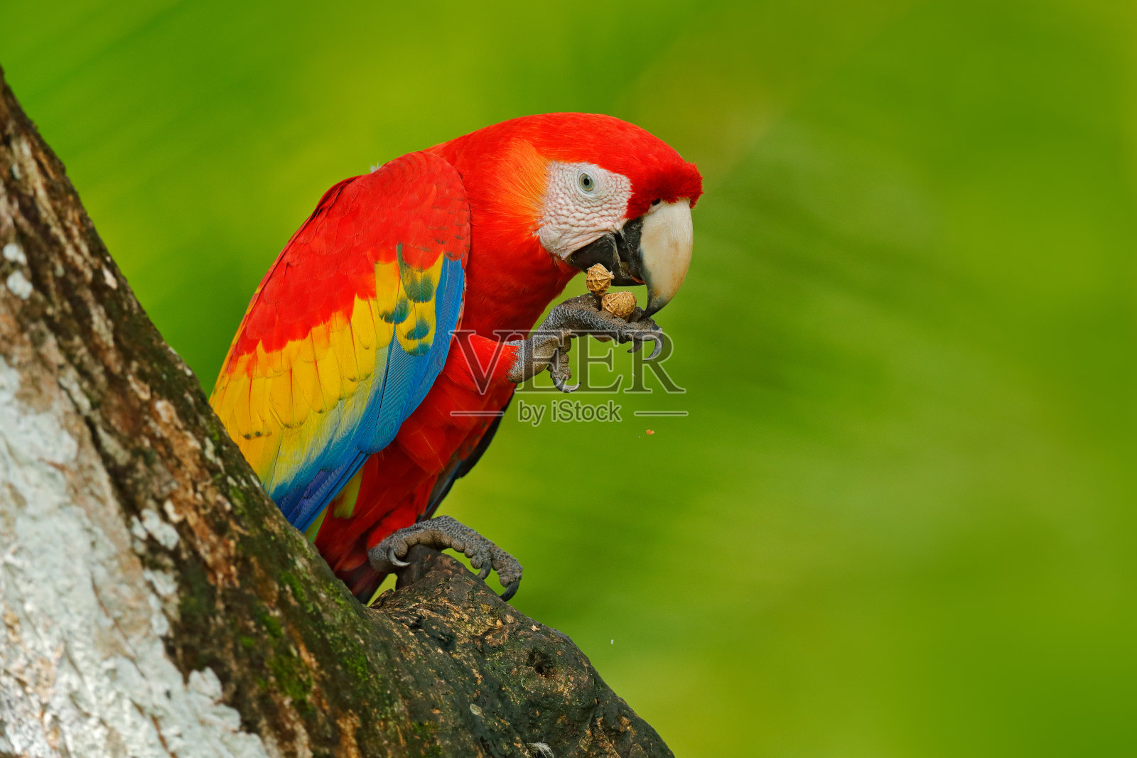 红鹦鹉，澳门，绿色的热带森林，哥斯达黎加，热带自然的野生动物景象。森林里有一只红色的鸟。鹦鹉在绿色的丛林中栖息。红色鹦鹉靠近洞。照片摄影图片