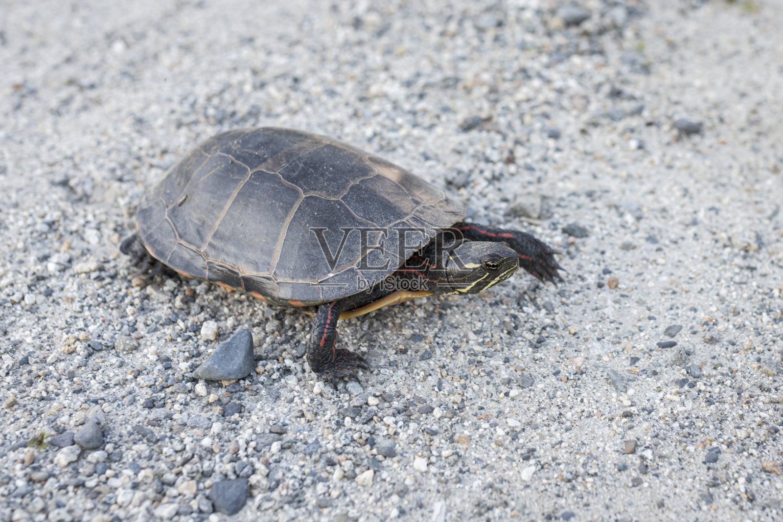 佛蒙特州的彩绘龟照片摄影图片