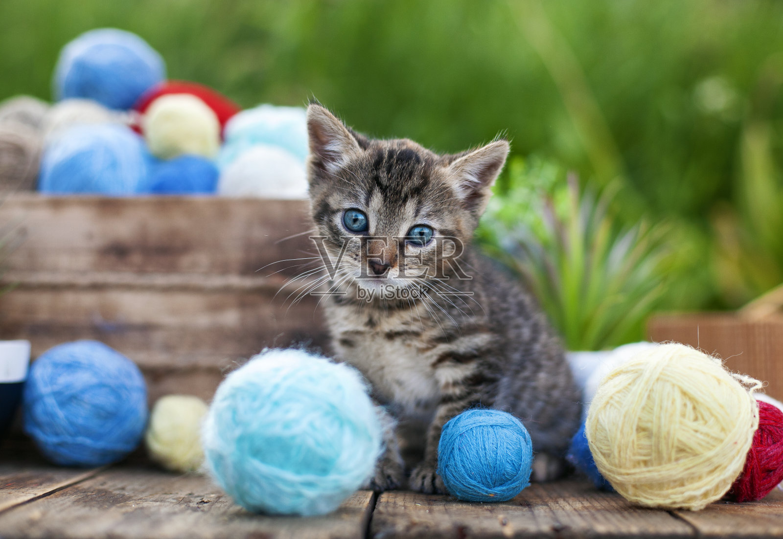 可爱的小猫带着一个装着毛线球的篮子照片摄影图片