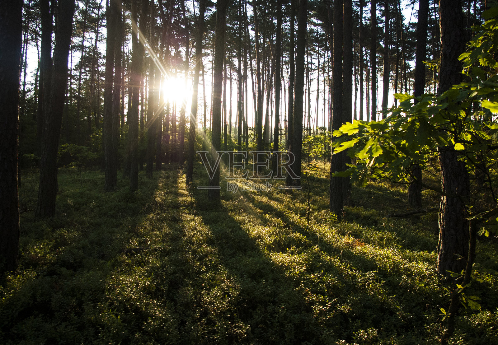 欧洲美丽的野生绿色森林照片摄影图片