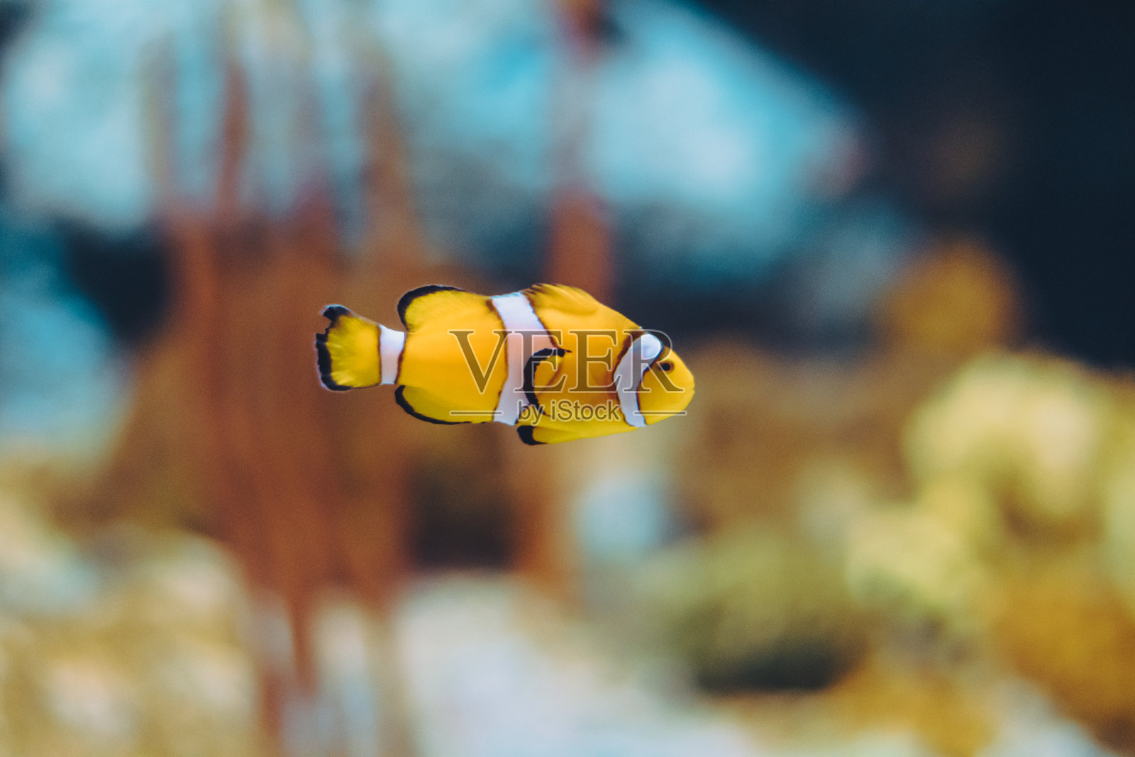 彩色热带鱼的特写鱼缸照片摄影图片