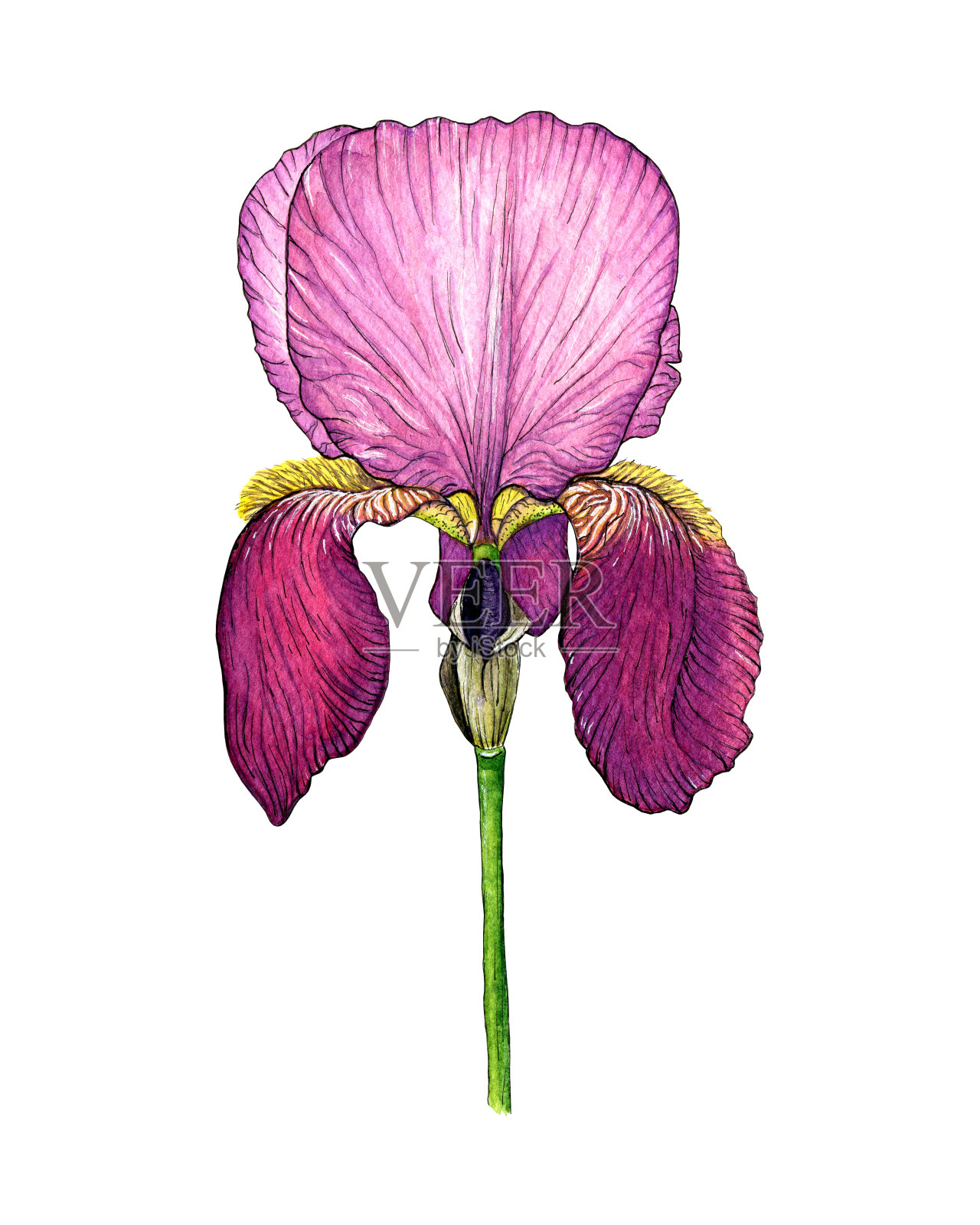 水彩紫粉色鸢尾，园林花卉。植物逼真的花卉插图，剪贴艺术元素孤立的设计插画图片素材