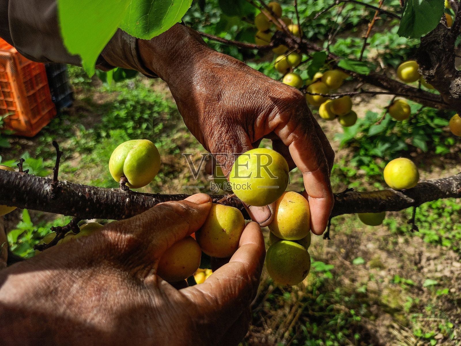 农夫采摘杏子的手。照片摄影图片