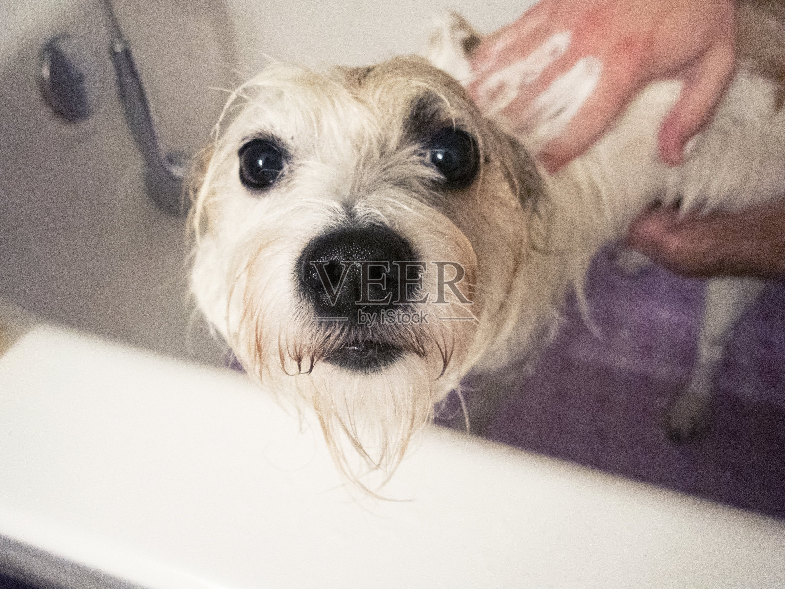 狗洗澡照片摄影图片