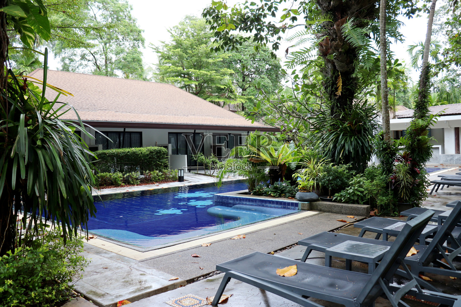 热带度假，游泳池和空的躺椅覆盖着落叶和周围的棕榈树照片摄影图片