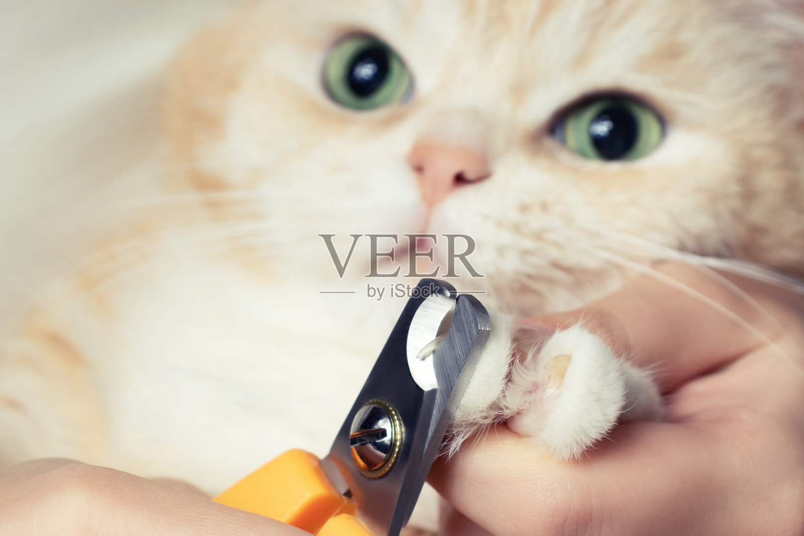 正在剪一只可爱的奶油色英国猫的爪子。宠物护理、美容概念照片摄影图片