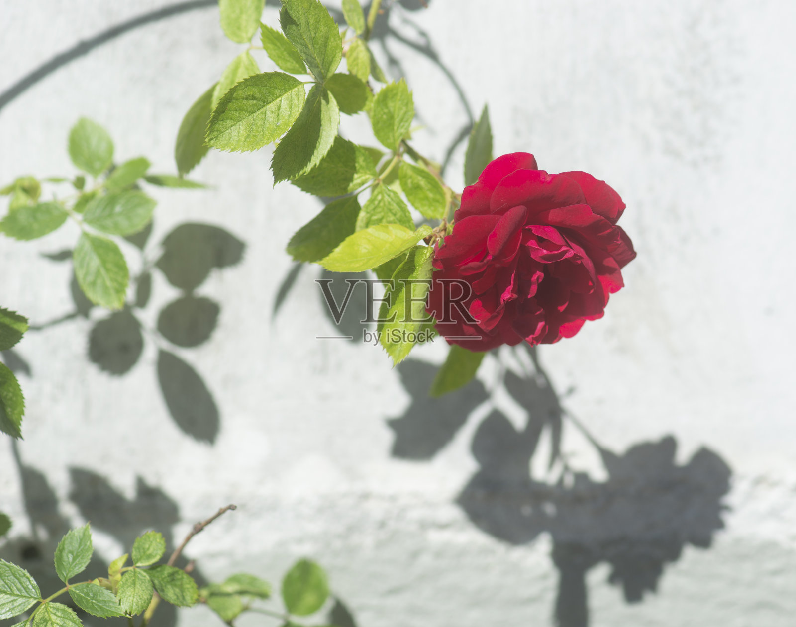 鲜红的玫瑰在灿烂的阳光下照片摄影图片