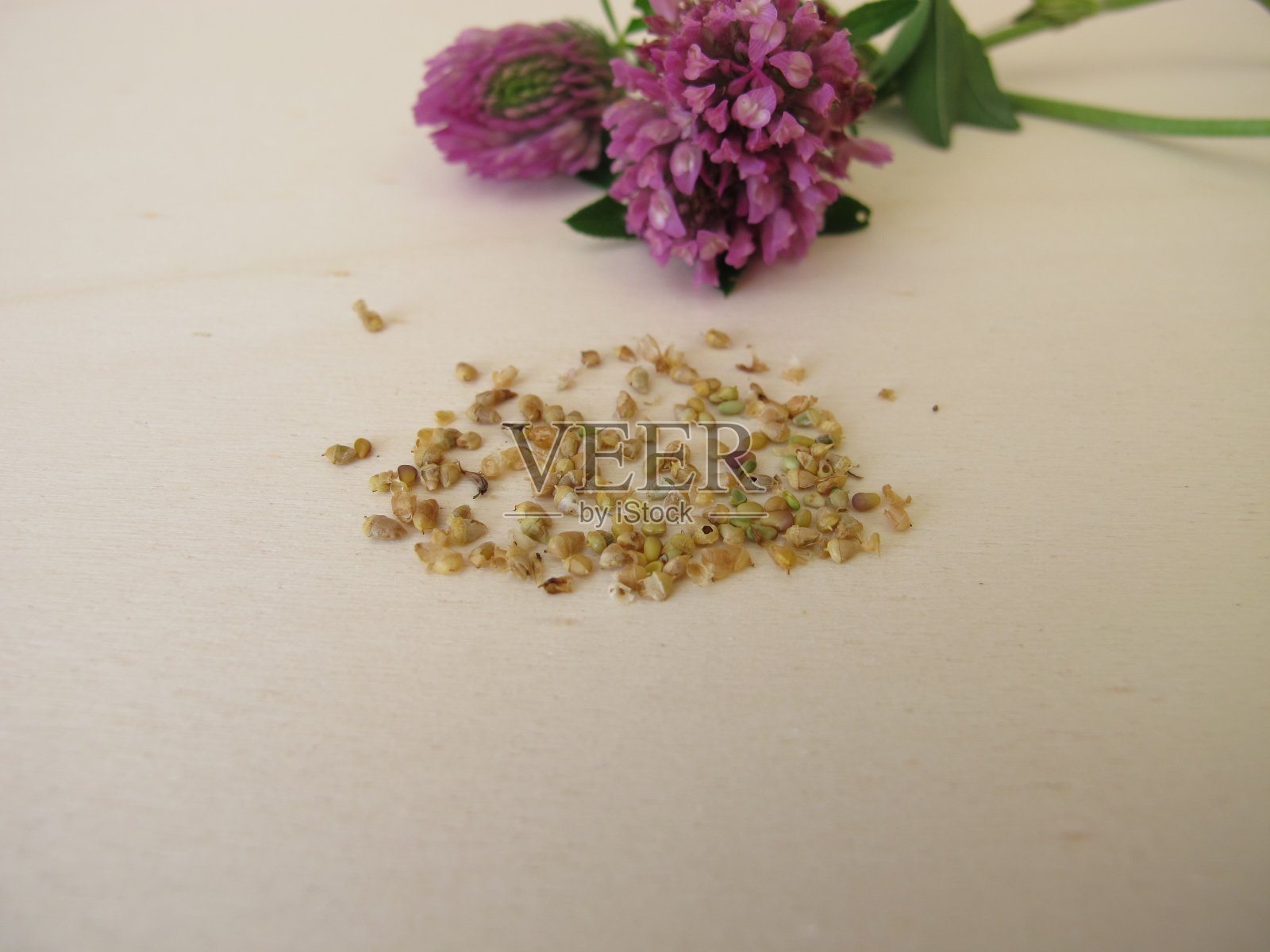 在木板上的开花红三叶草和可食用的红三叶草种子照片摄影图片