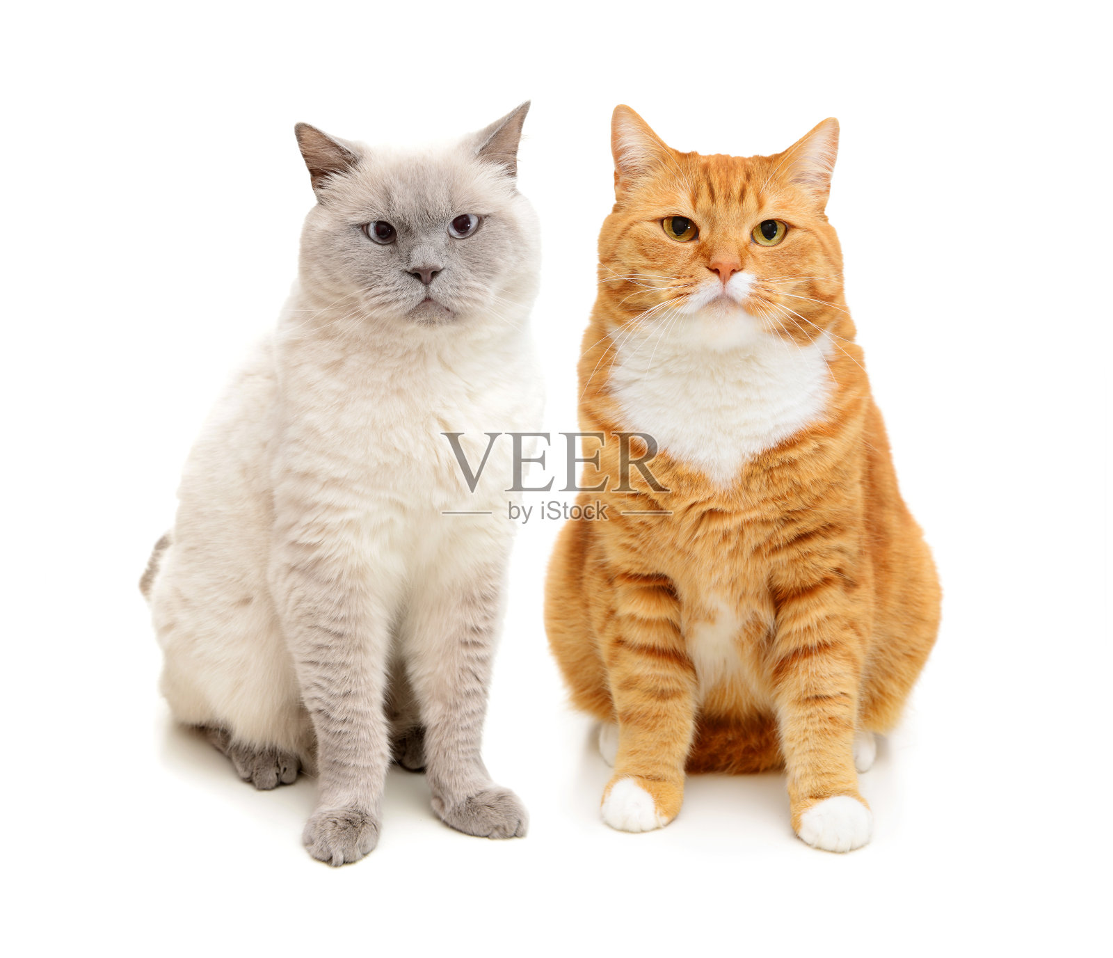 美丽的红色英国短毛猫品种在白色的背景照片摄影图片