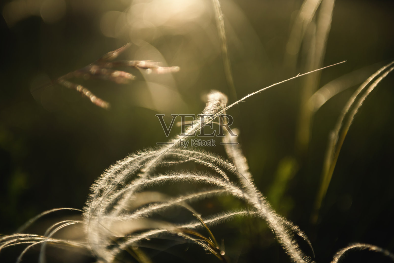日落时森林里的野生羽毛草。照片摄影图片