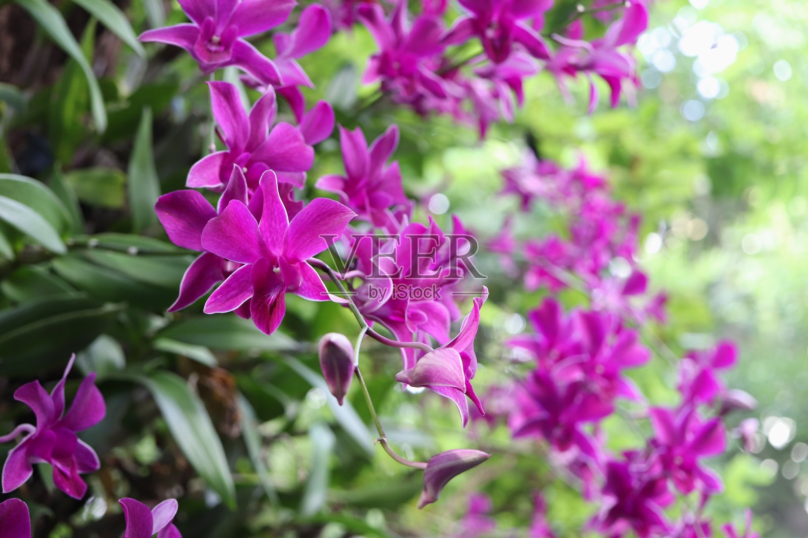 花园里的紫色兰花(选择焦点)照片摄影图片