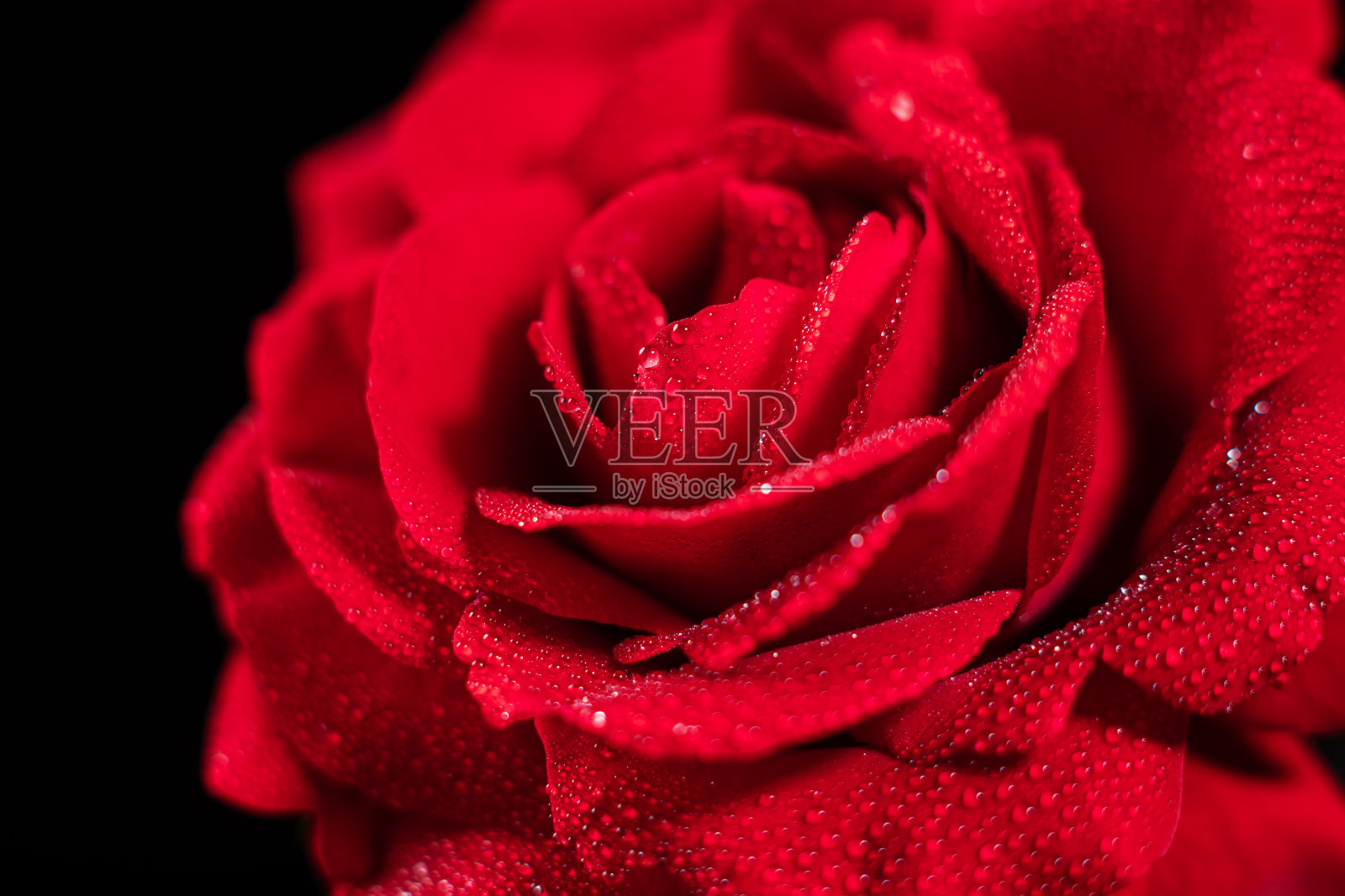 红玫瑰特写，水滴在黑色背景上。照片摄影图片