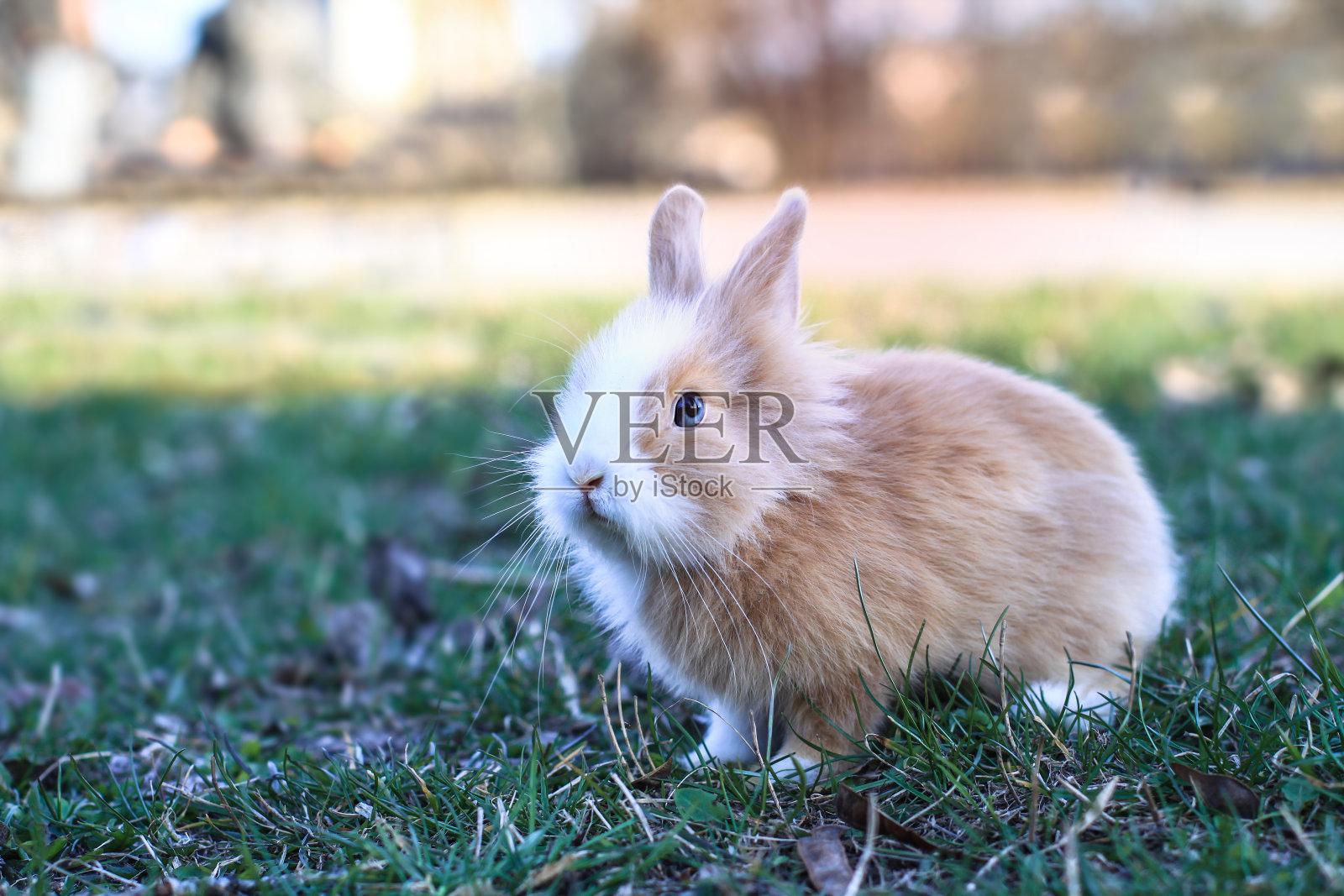 美丽的装饰性家兔在草地上吃东西。在野外的宠物。设计库存背景照片摄影图片