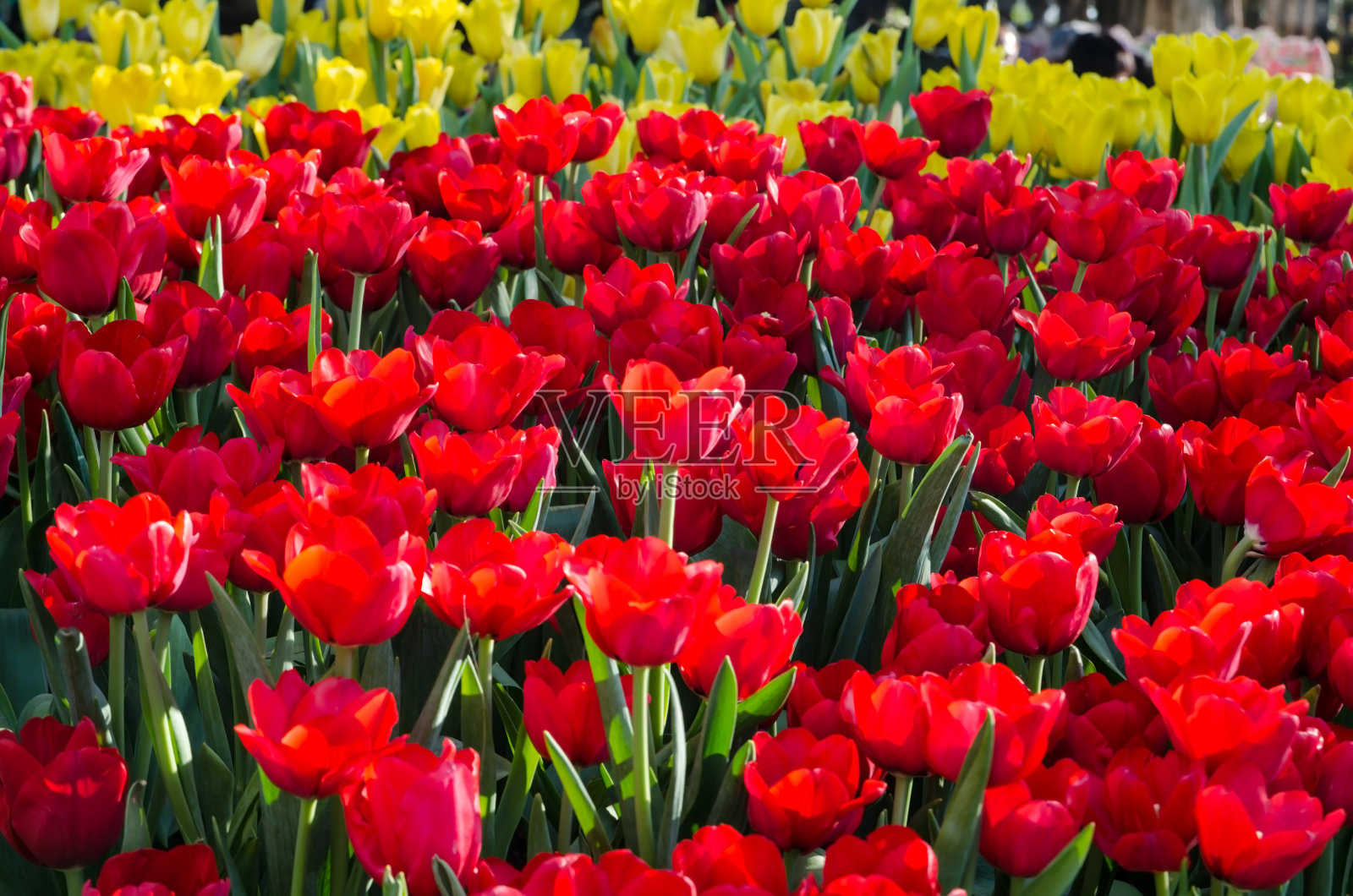 美丽的红色郁金香花背景照片摄影图片