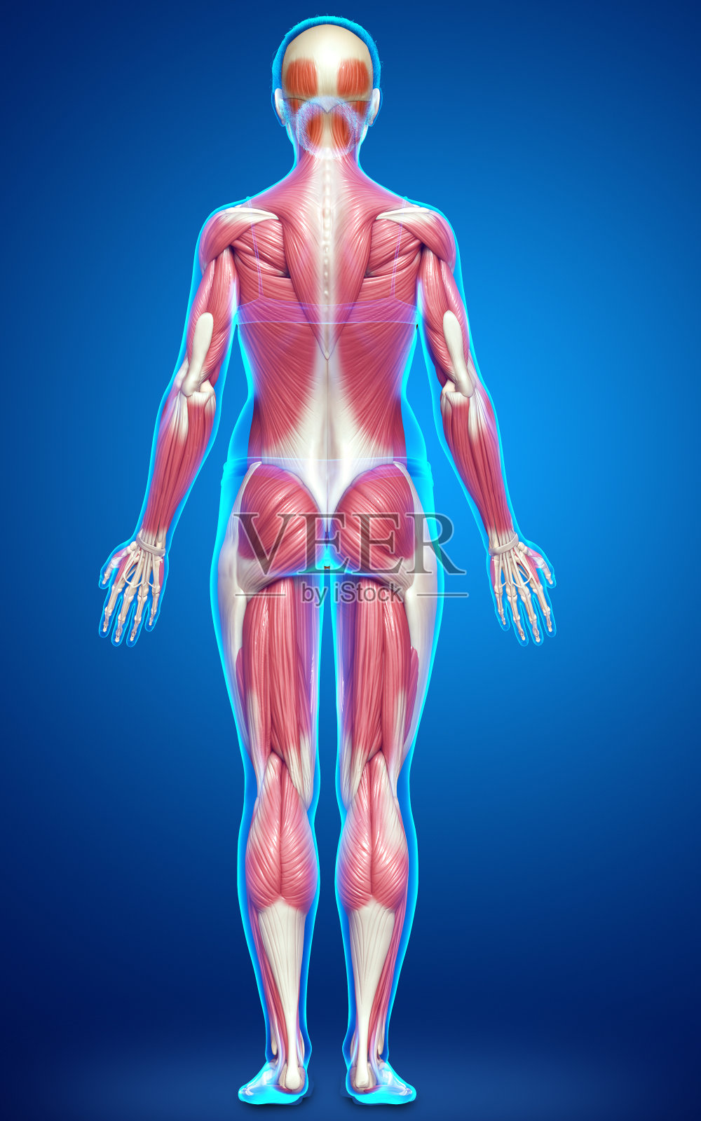 3d渲染医学上准确的女性肌肉系统的插图照片摄影图片