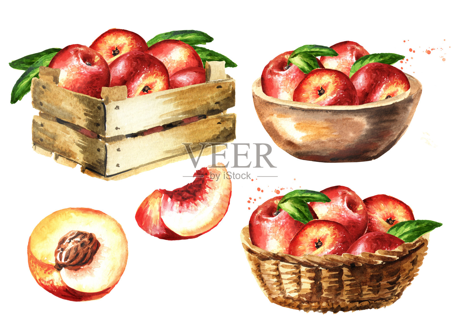 成熟的新鲜油桃收获，手绘水彩插图孤立在白色背景插画图片素材