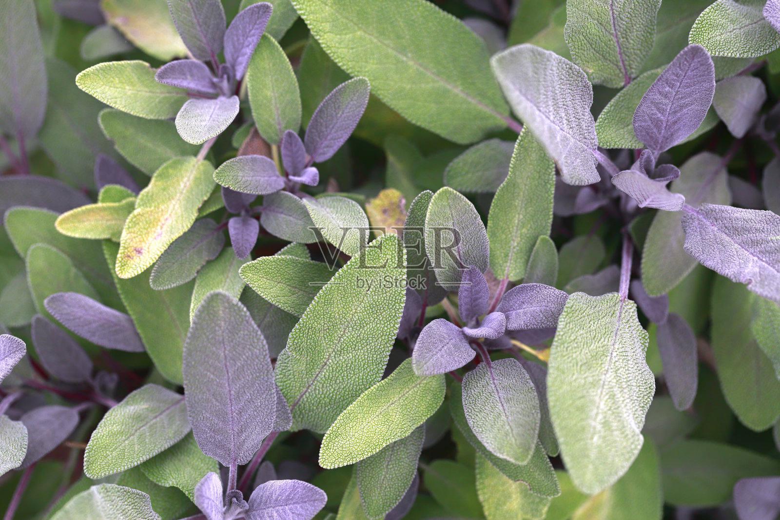 鼠尾草植物草本特写绿叶柔软紫色照片摄影图片