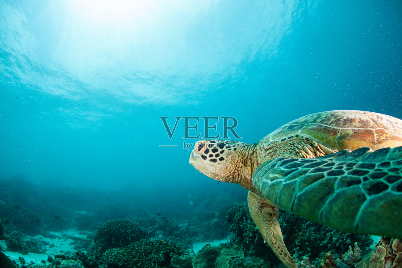 水下拍摄的绿海龟和玳瑁海龟照片摄影图片