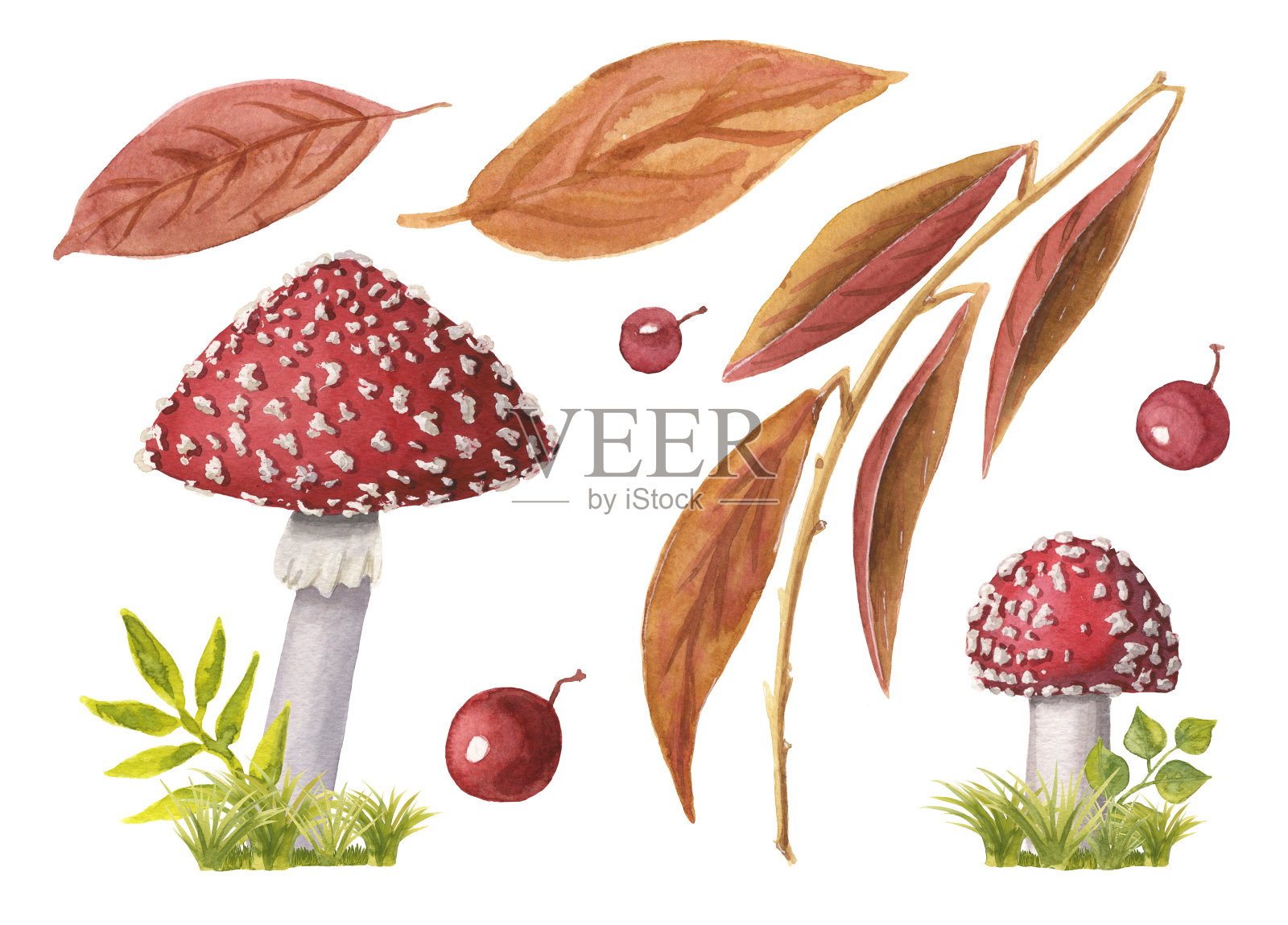 两套水彩红帽飞木耳在绿色的草和秋天的叶子和浆果。收集手绘有毒蘑菇和棕色叶孤立在白色。落在树林和森林里。插画图片素材