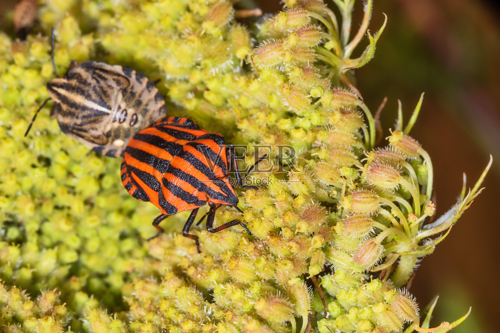条纹虫或吟游虫，纹状graphosomatum。叶子上的臭虫。照片摄影图片