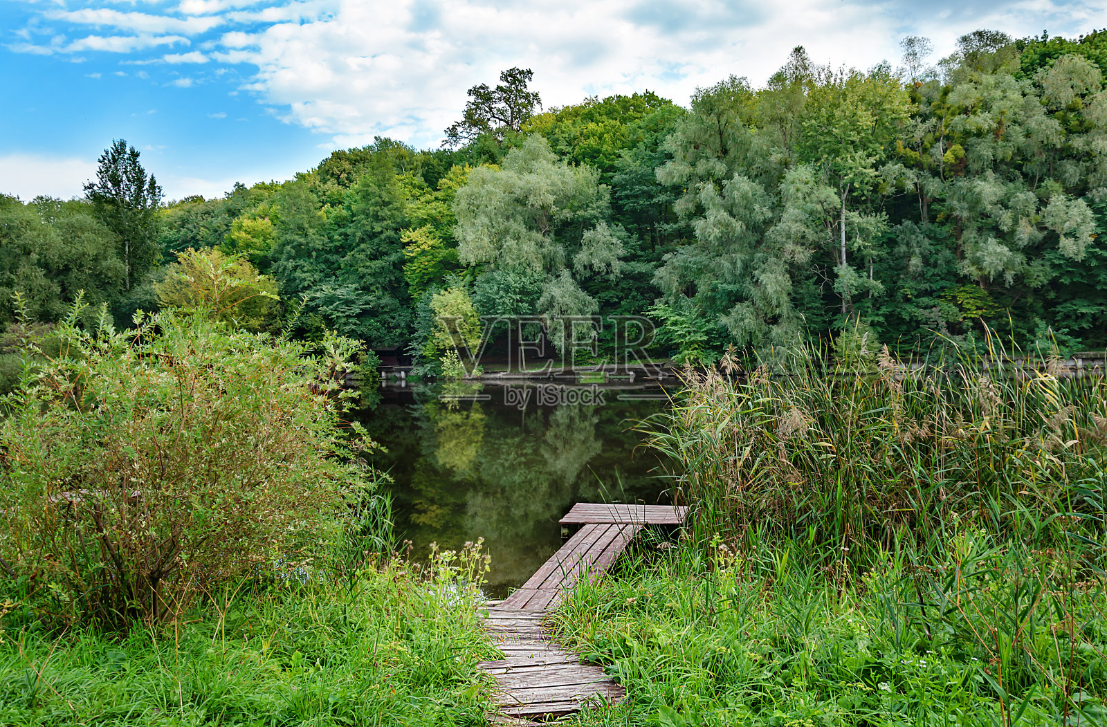 在池塘的绿色植物中间，用来钓鱼的木砌体照片摄影图片