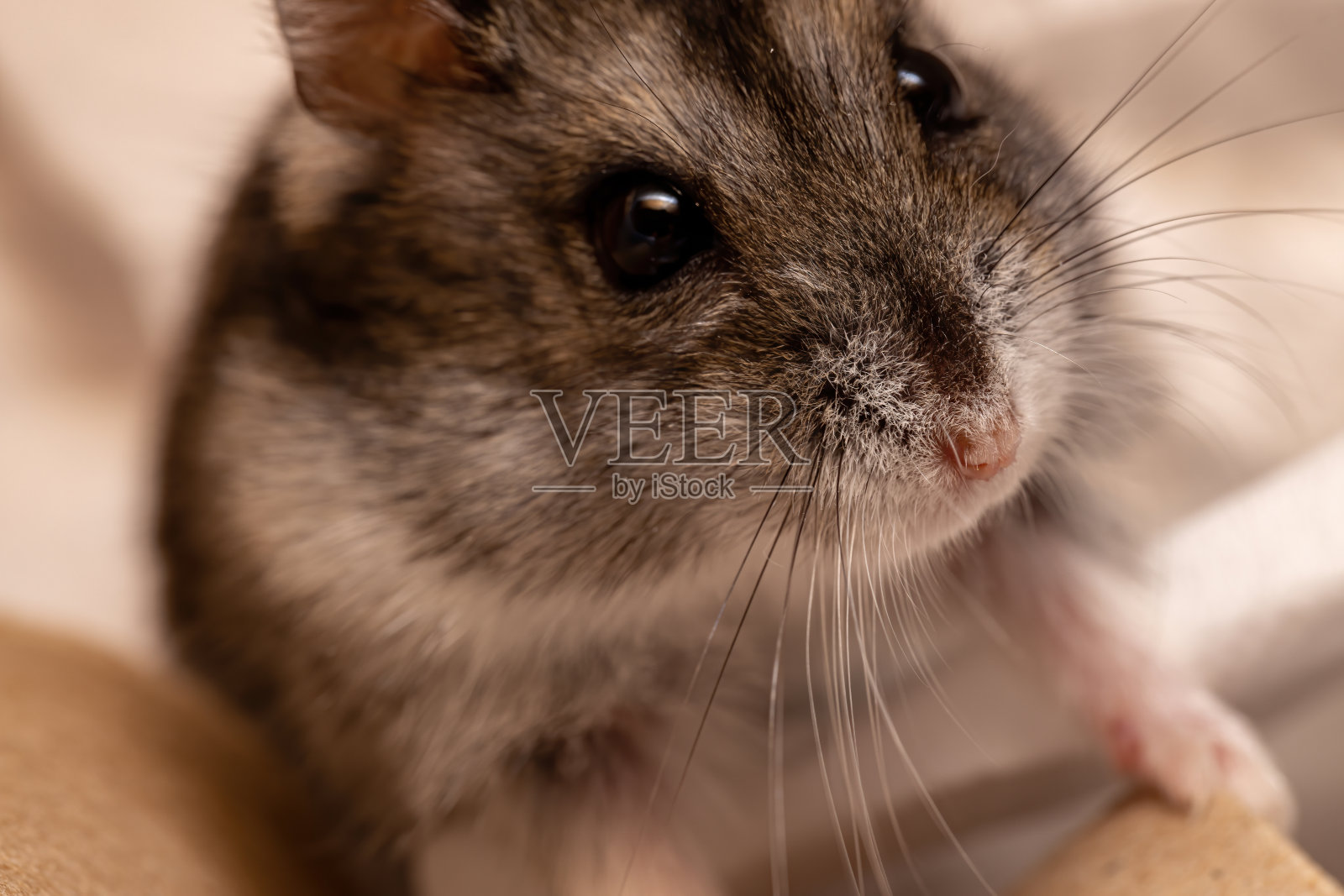 坎贝尔侏儒仓鼠照片摄影图片