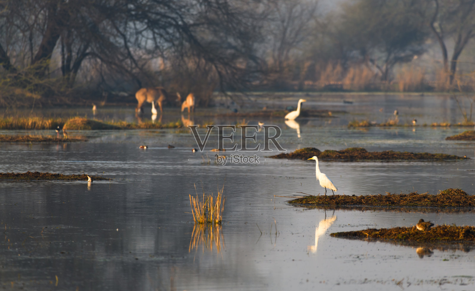 湿地白鹭的特写镜头照片摄影图片