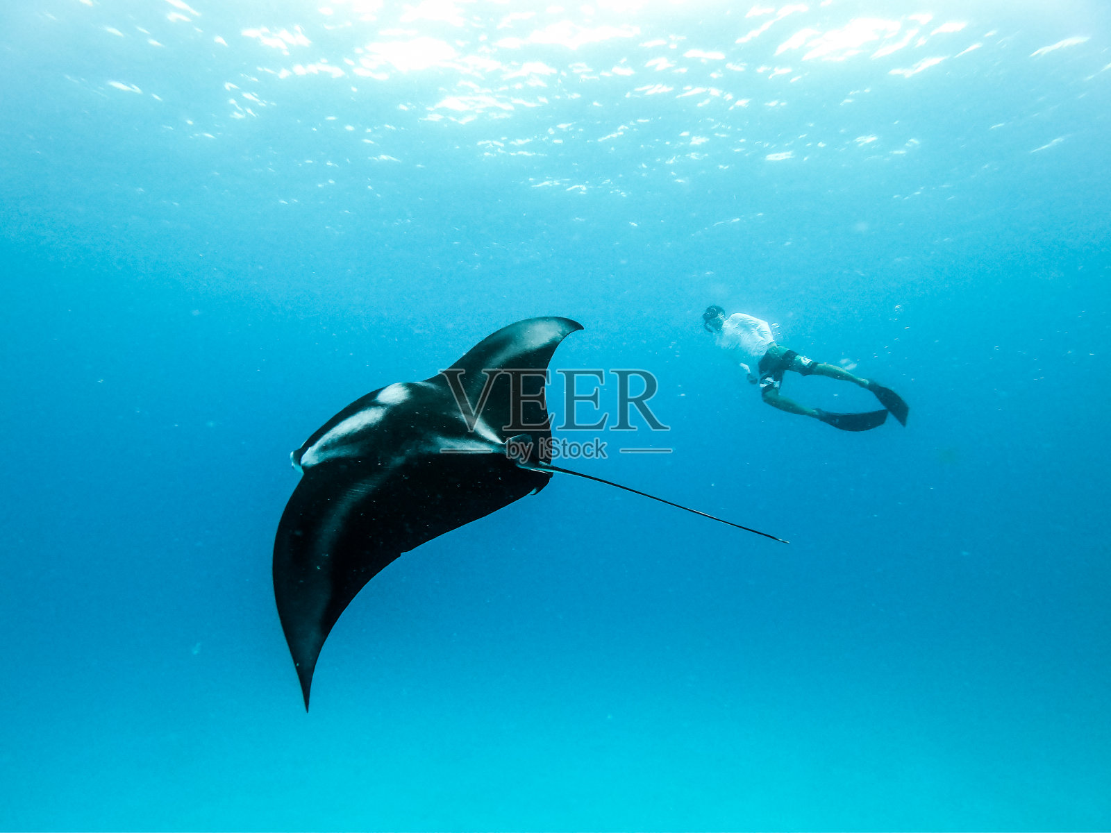 水下视野悬停巨大的海洋蝠鲼，蝠鲼Birostris，和人自由潜水在蓝色海洋。在马尔代夫群岛的冒险浮潜之旅中观看海底世界。照片摄影图片